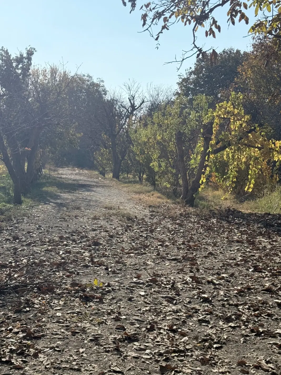 چمن مهرشهر