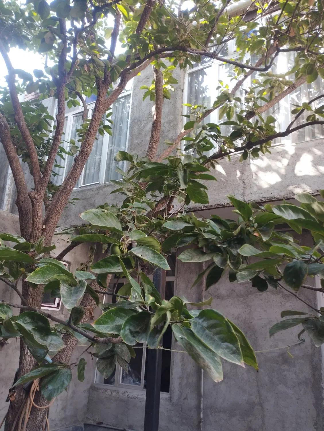 فروش حیاط