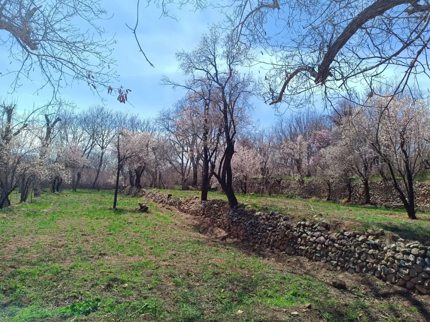 باغ روستای جاسب