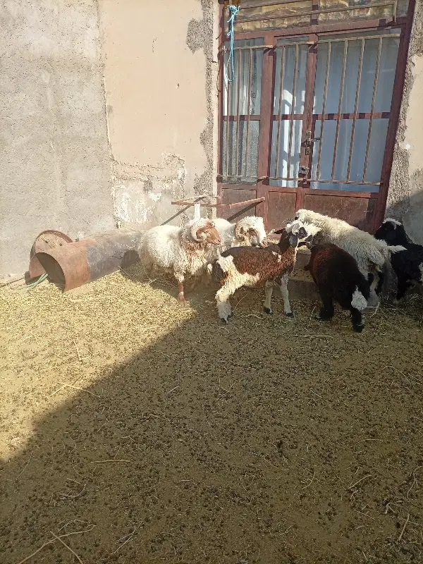 خانه اجاره ای