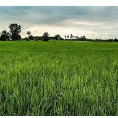 زمین برنج کاری (بیجار)