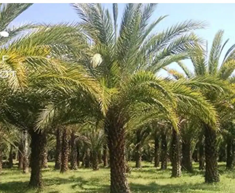 باغ خرما
