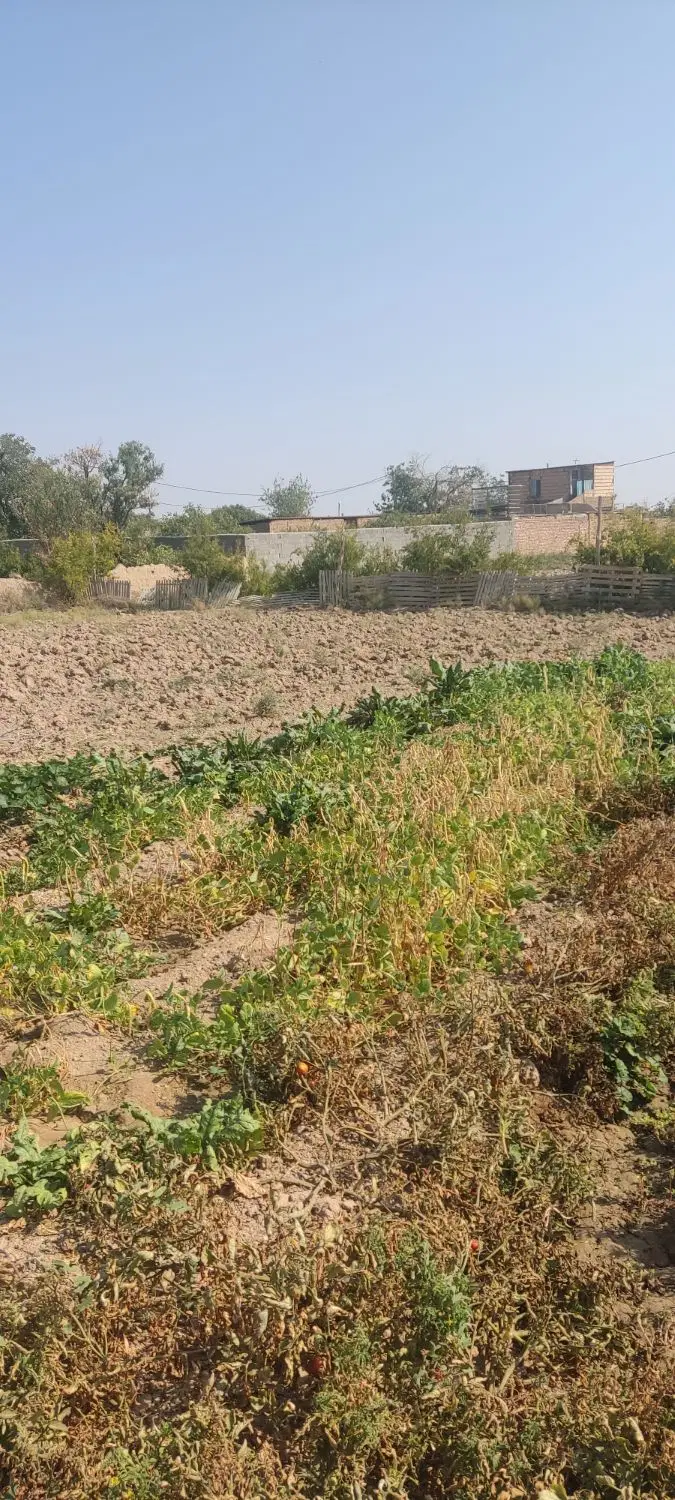 480متر زمین  پنجاه متر تا جاده اصلی الیملات