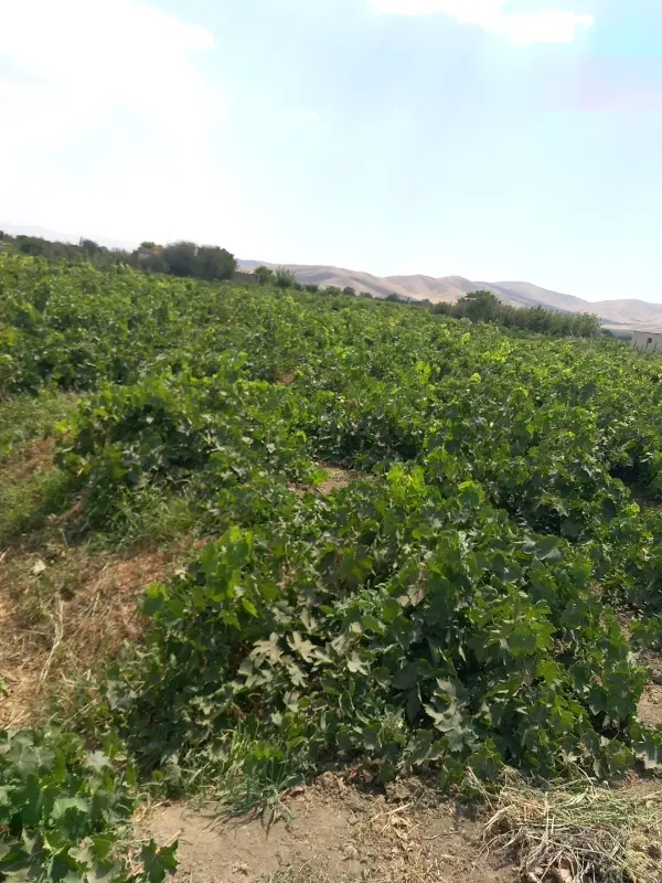 باغ انگور
