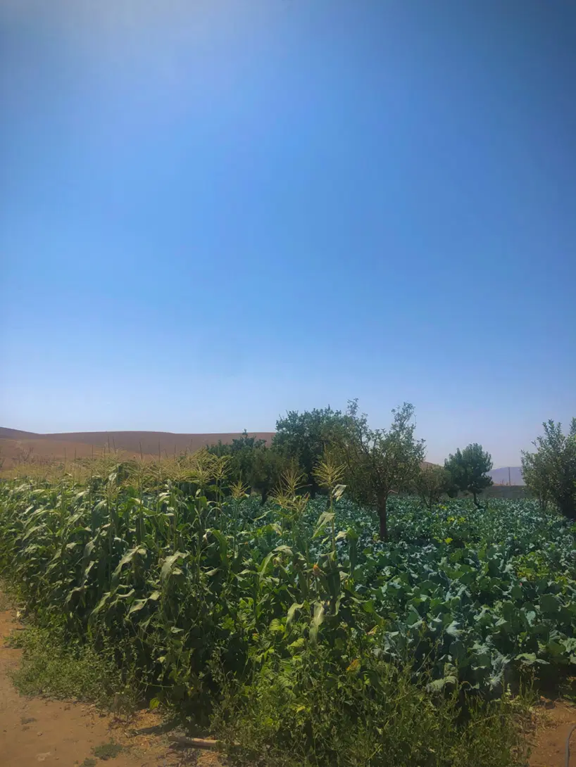 ۲۲۰متر زمین باویوکل منطقه +سند تک برگ جابان دماوند