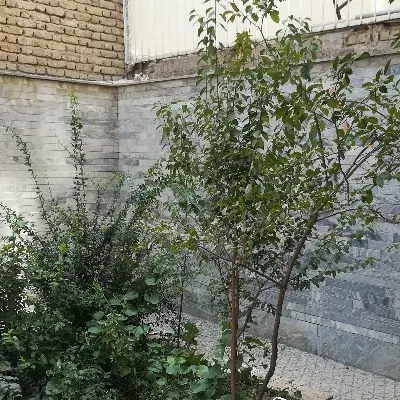 خانه محله دانشگاه