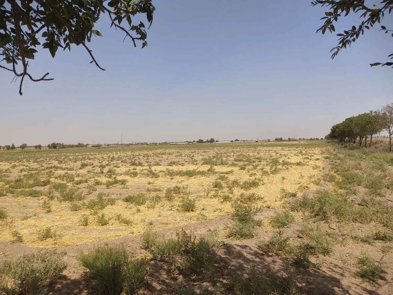 زمین زراعی جهت اجاره