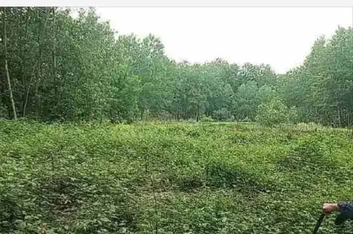 ۷۵۲ متر زمین سنددار حومه لاهیجان