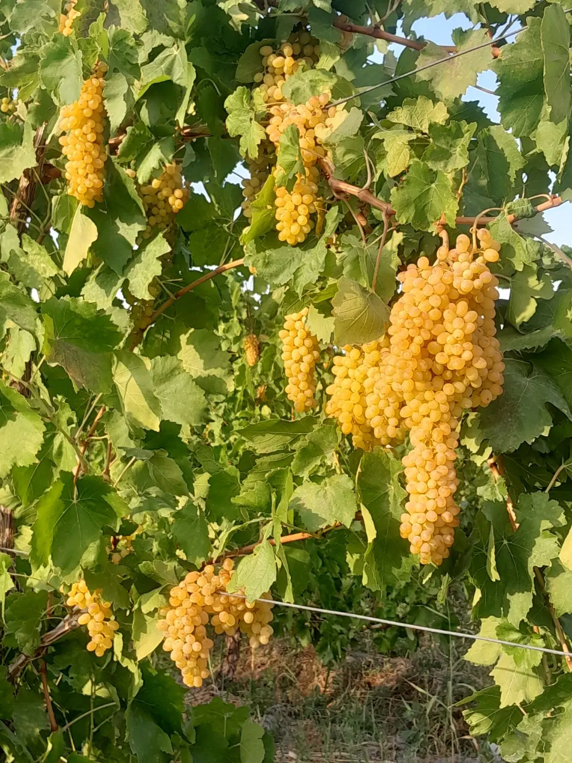 باغ انگور