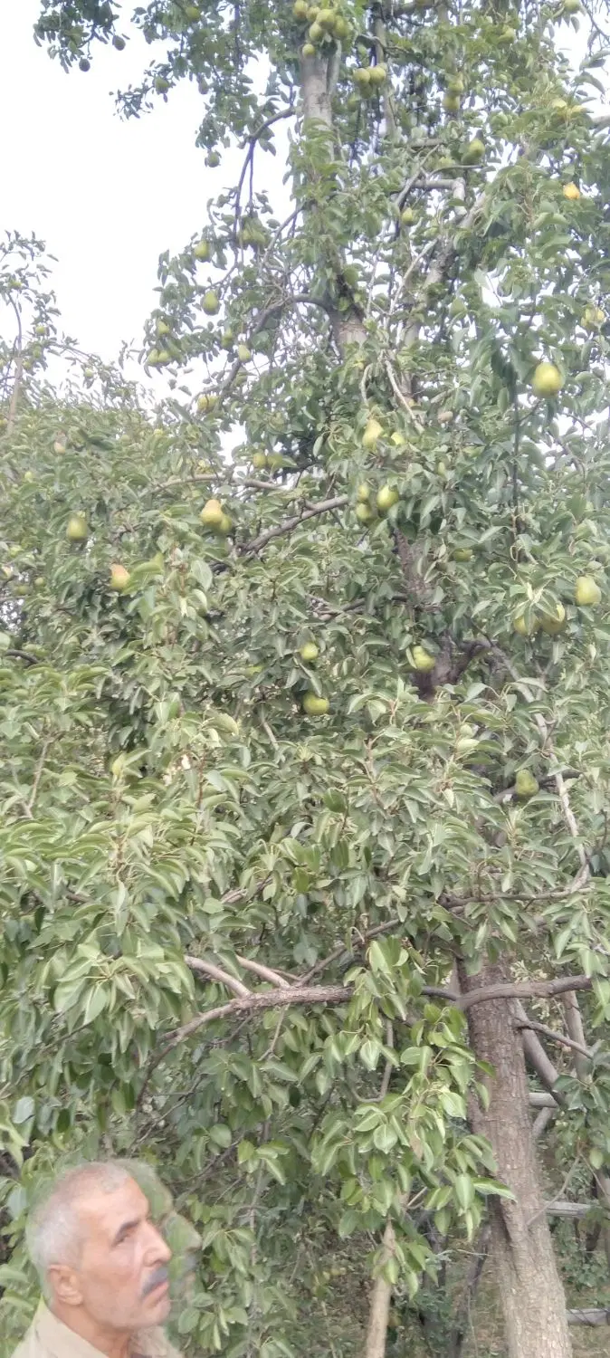 باغ درختی در کنگ