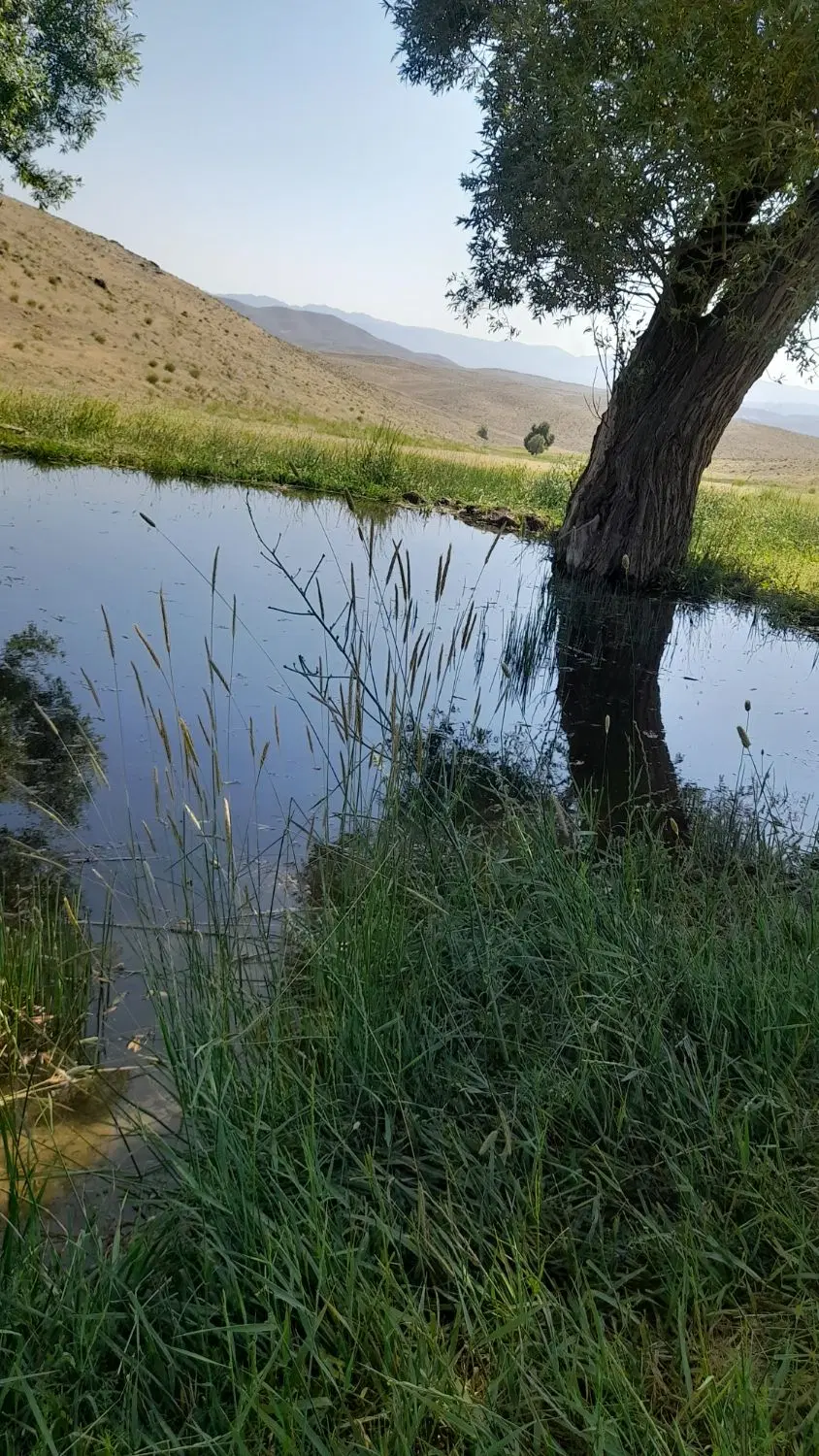 زمین باغی