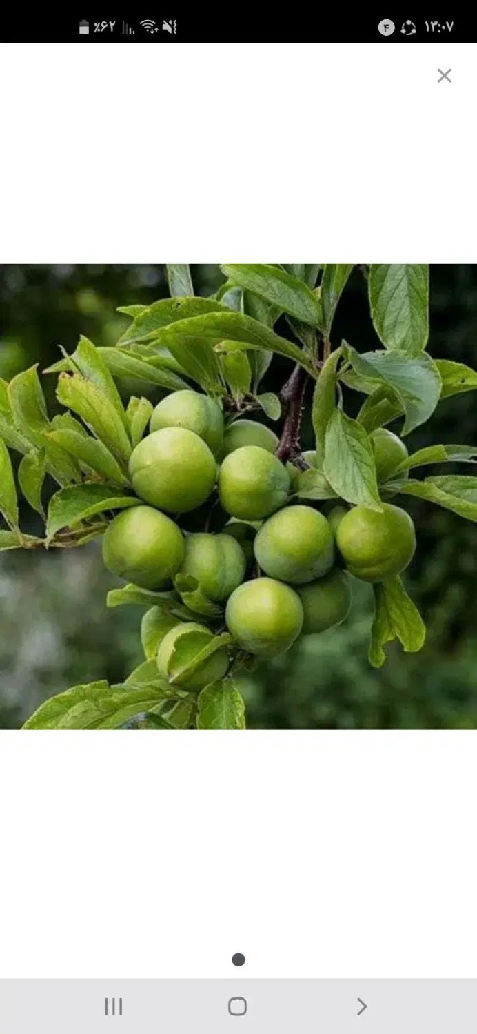 زمین زراعی