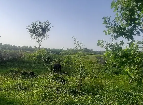 زمین مسکونی