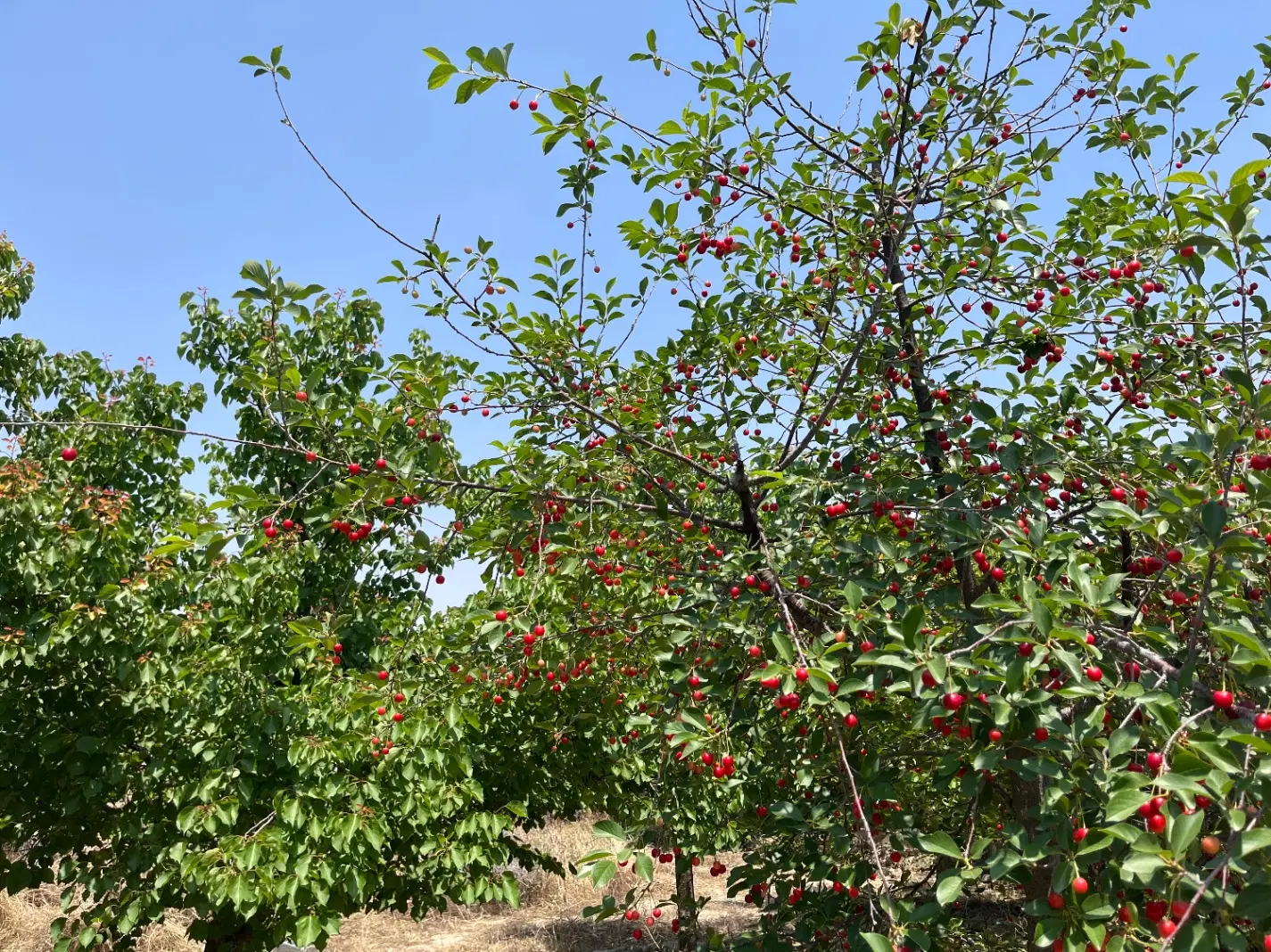 باغ شاهنامه۷۶