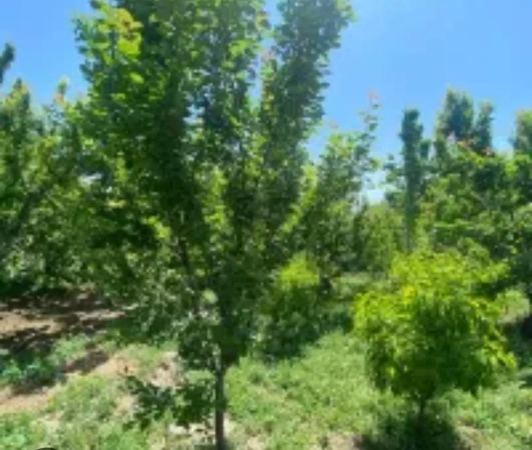 زمین باغی سنددار