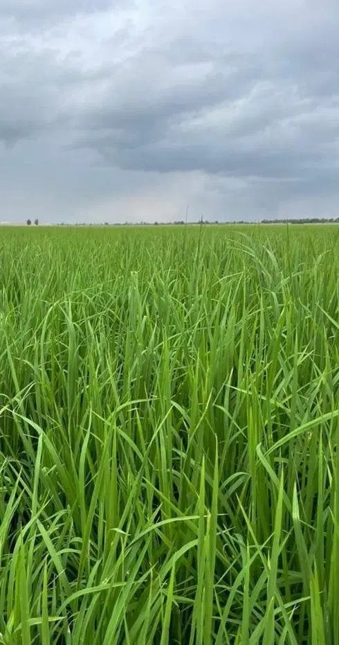 فرصت سرمایه‌گذاری  زمین ویلایی ینگی کند