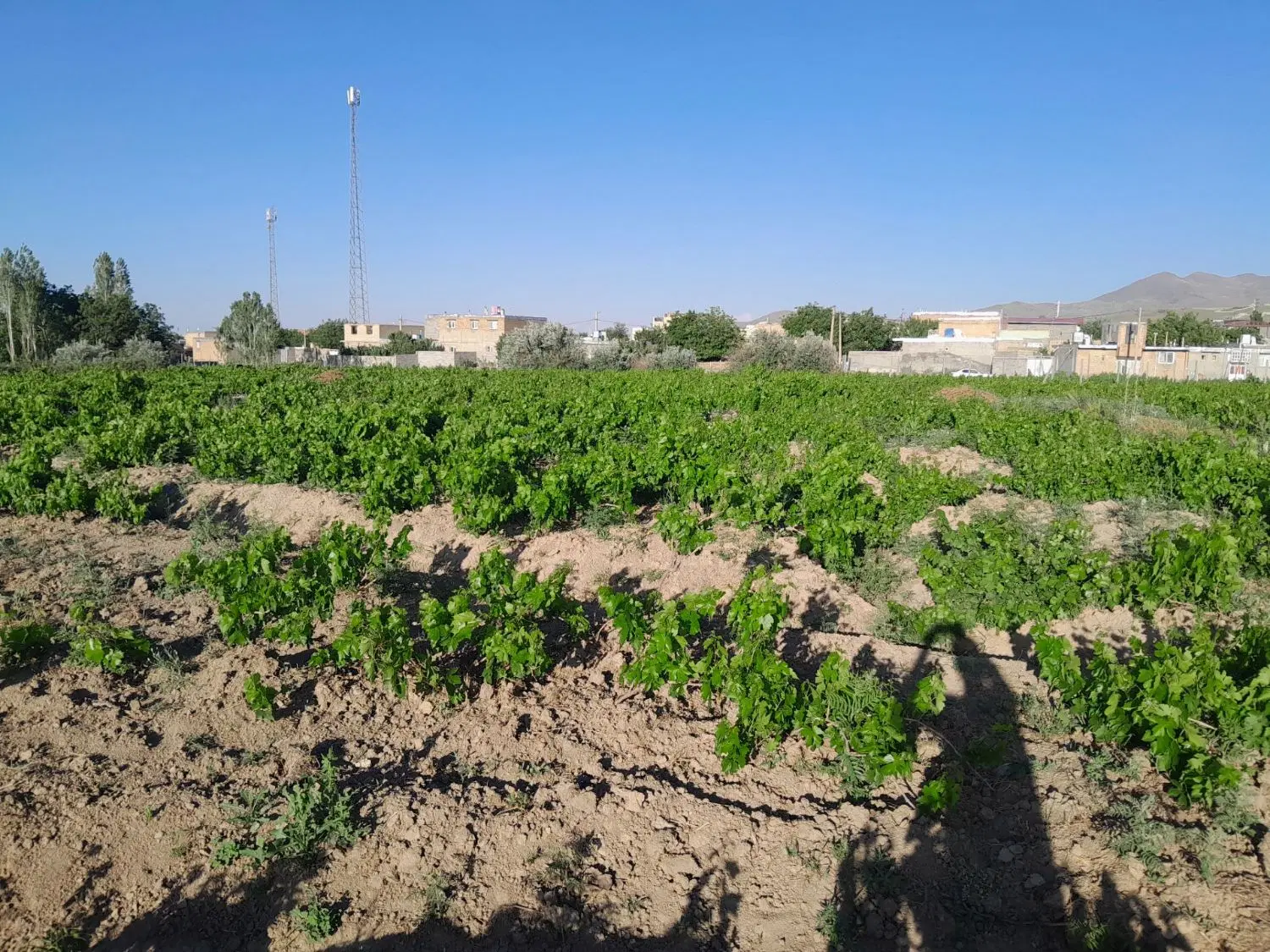 باغ انگور روستای سیمین