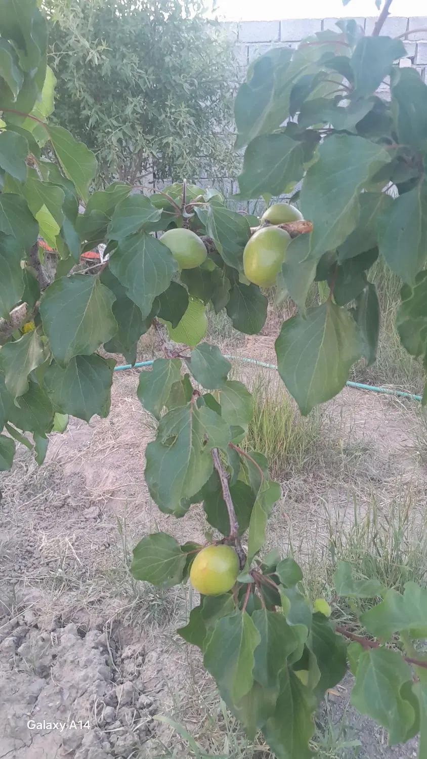 باغ ۶۶۱ متر در جاده نهند  اسپیران از اراضی اغ داش