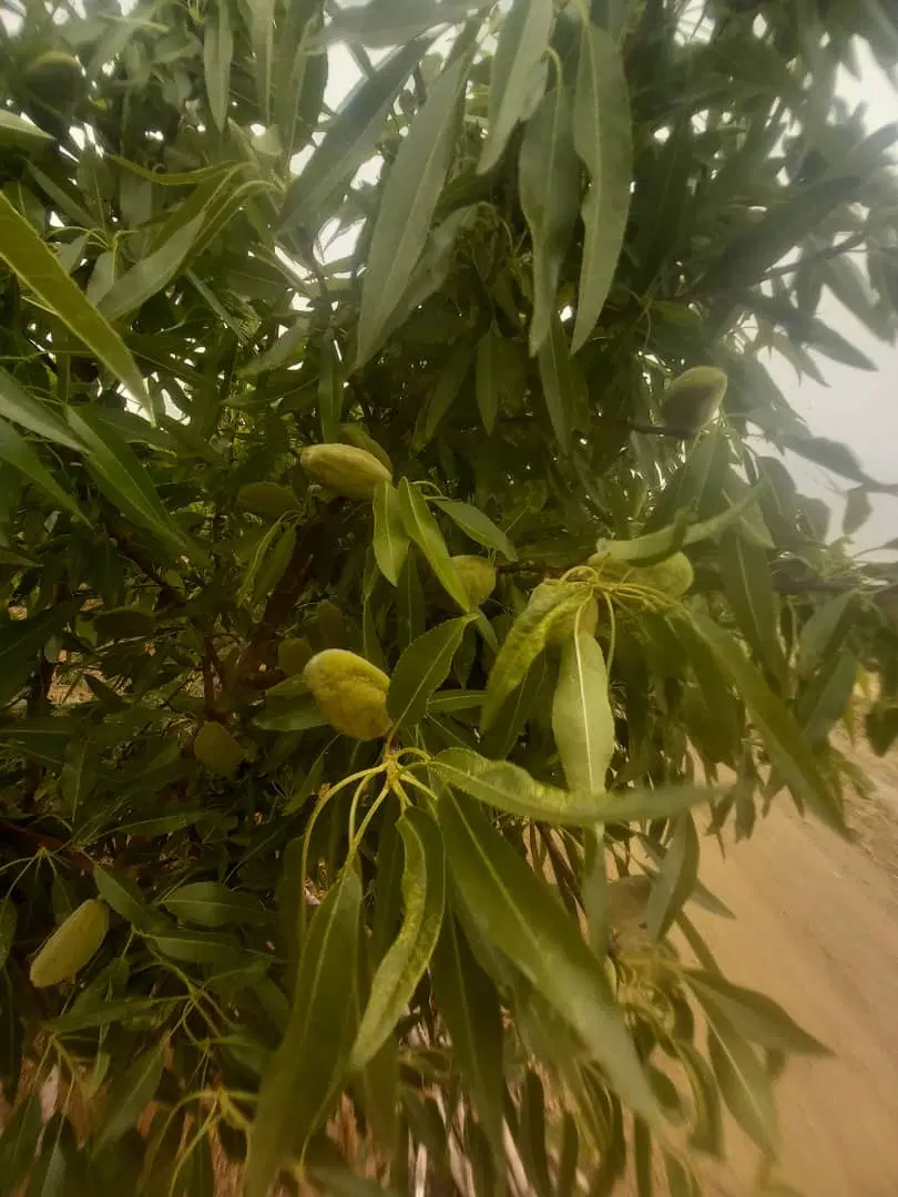 باغ کشاورزی