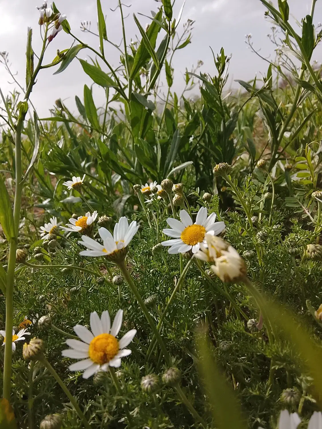 زمین فروشی در روستای جعفریه