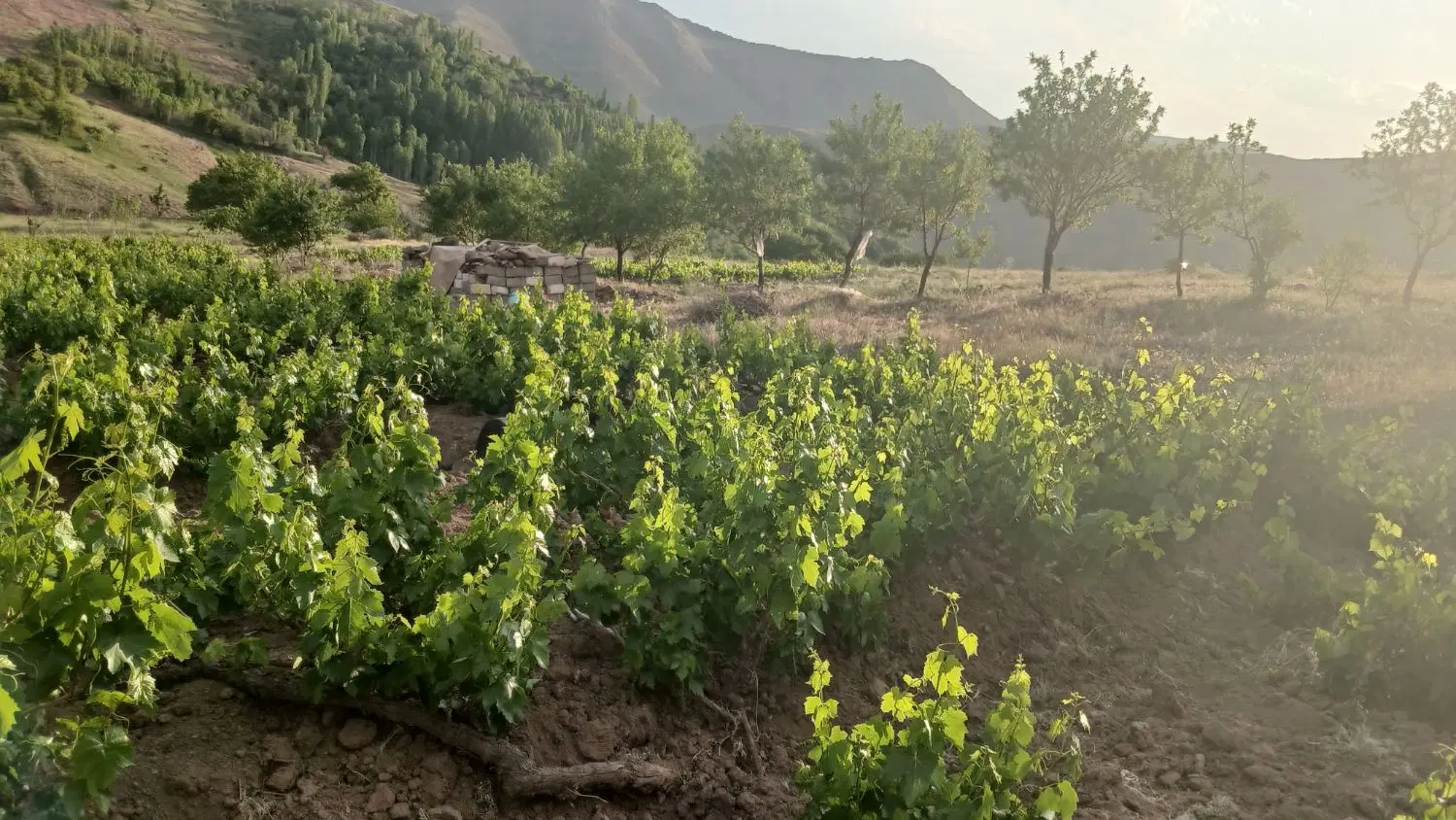 باغ در چالچوق