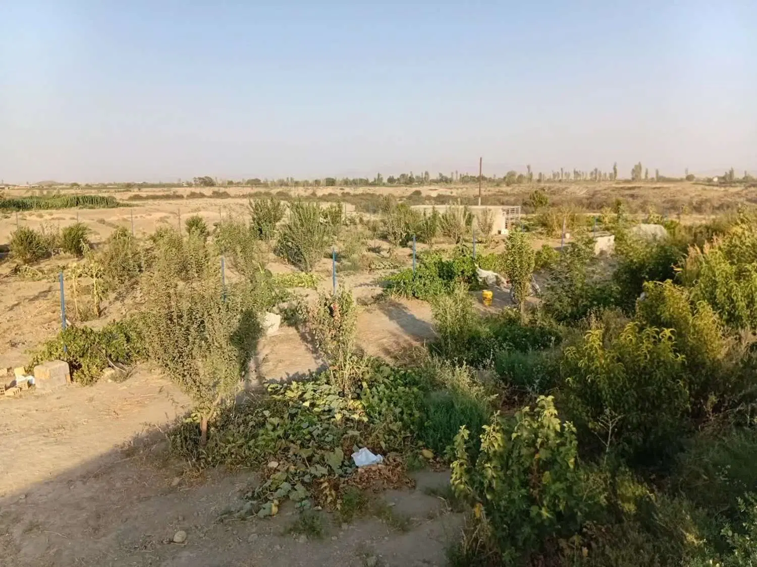 باغ فروشی