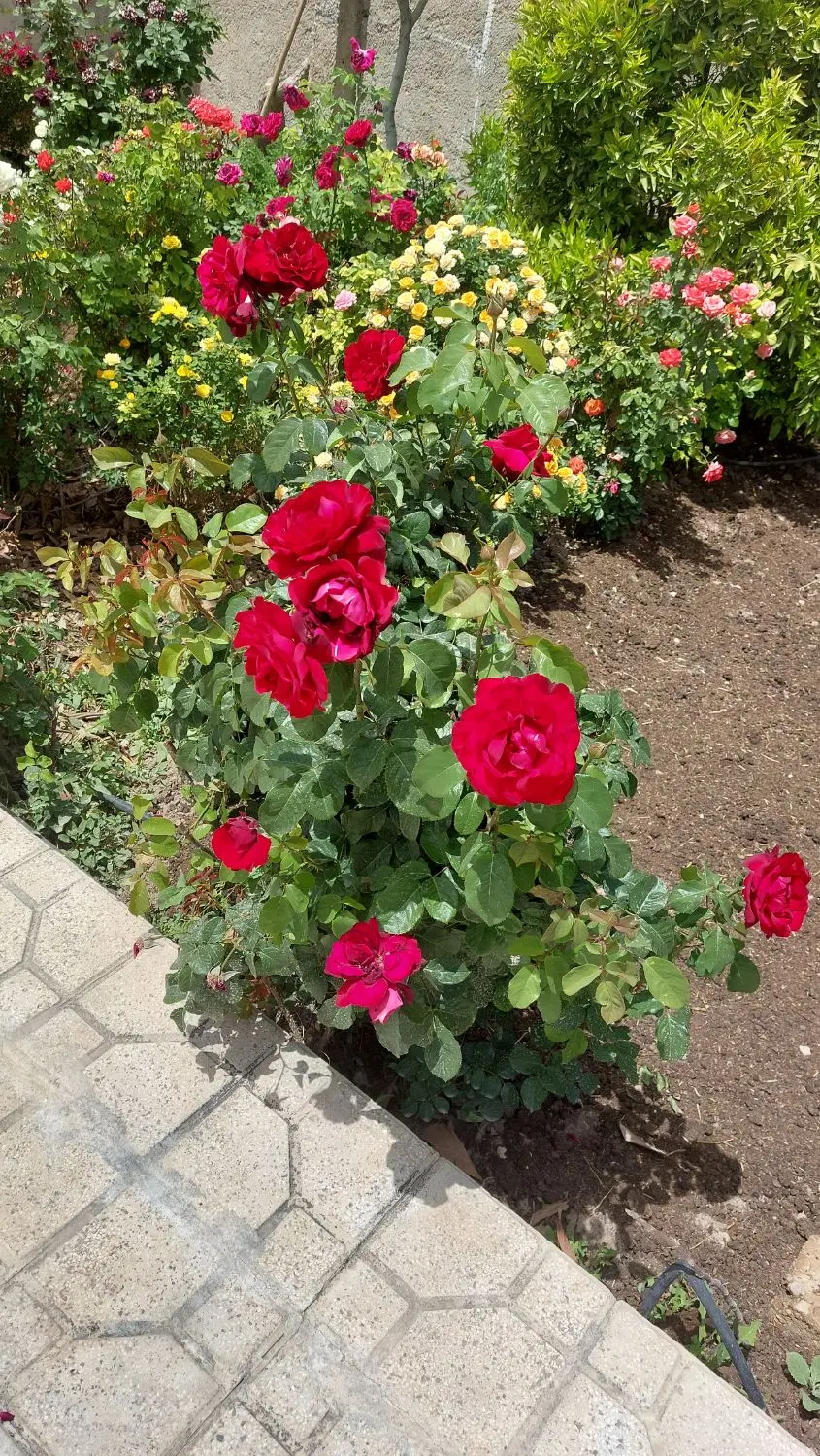 فروش زمین  مسکونی 275روبروی مجتمع گلها