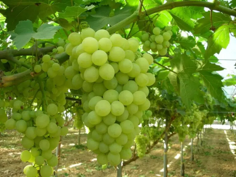 اجاره باغ انگور در ایگدیر