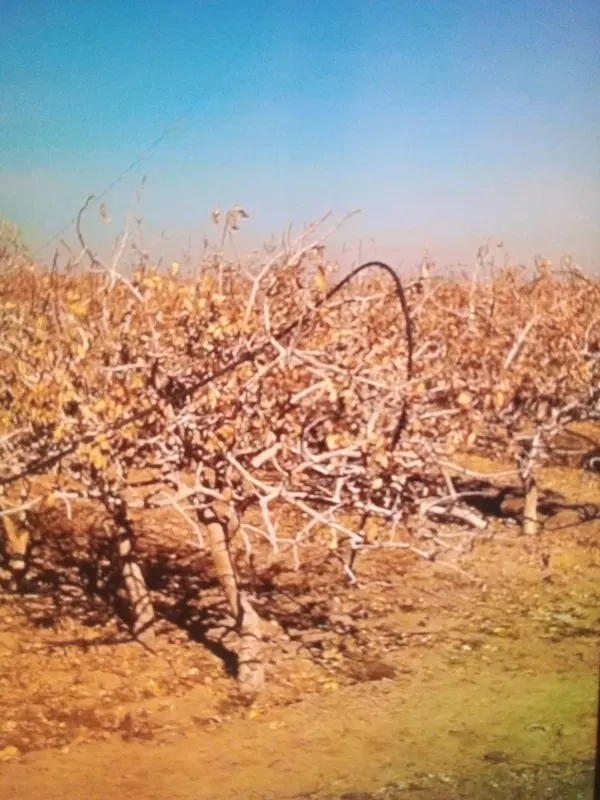 فروش باغ پسته