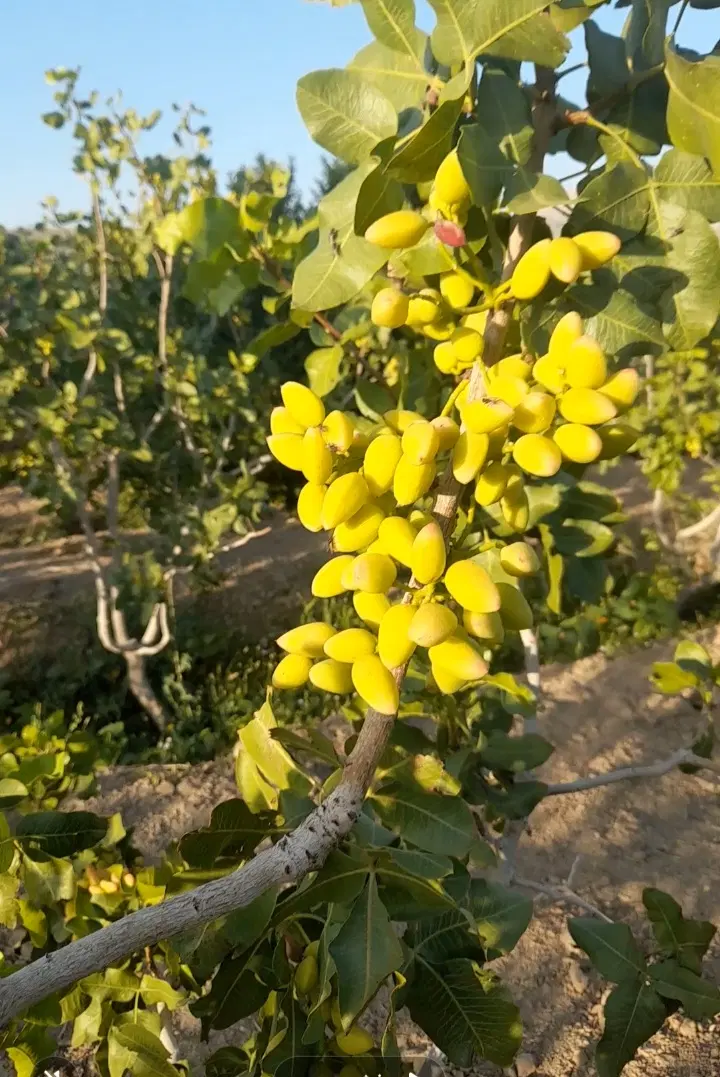 باغ بهارستان تبرعه از دادگاه روستای رحیم آباو