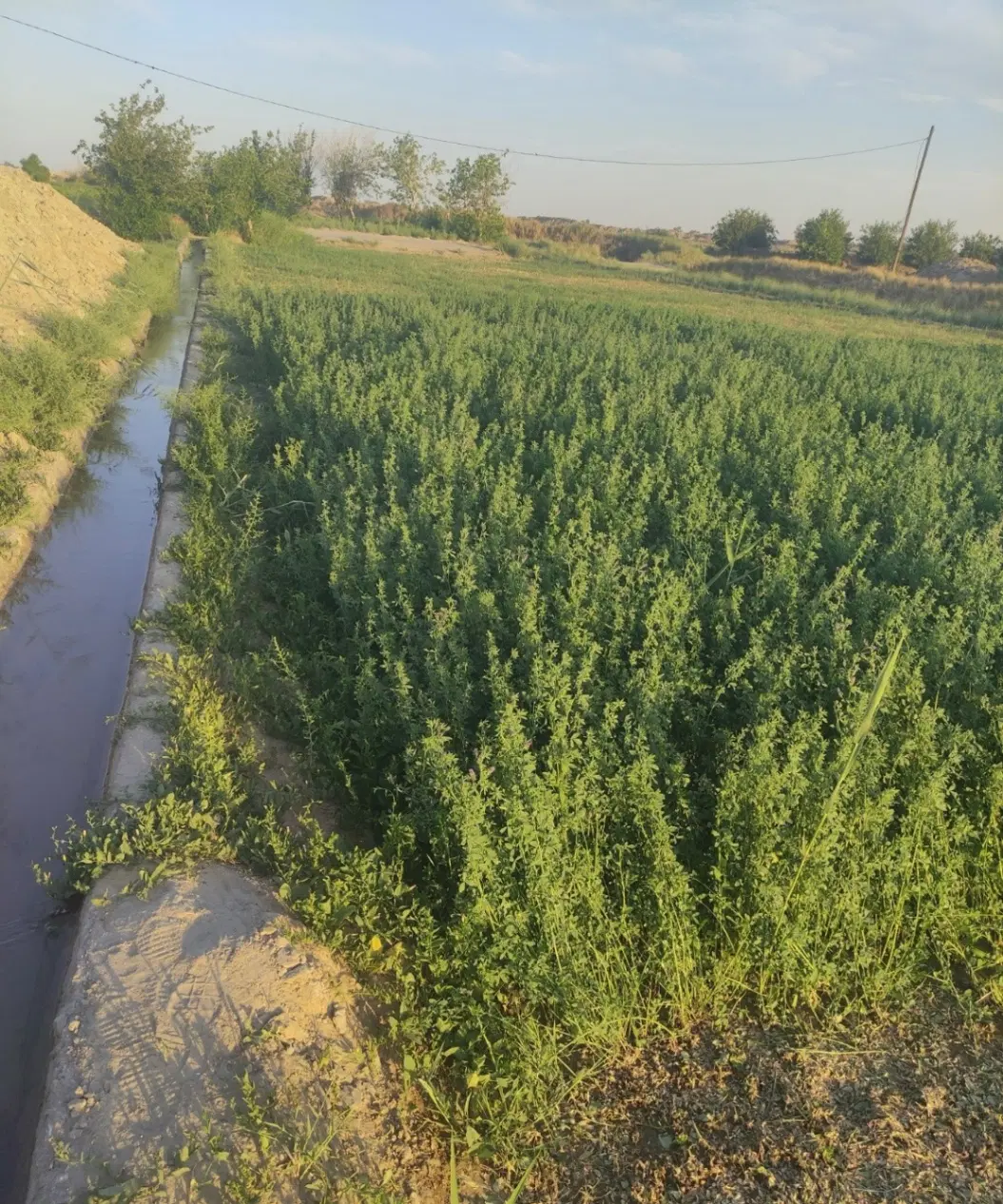 زمین کشاورزی