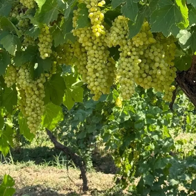باغ انگور ایستاده با باردهی بالا