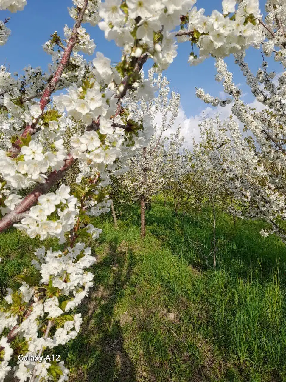 باغ میوه