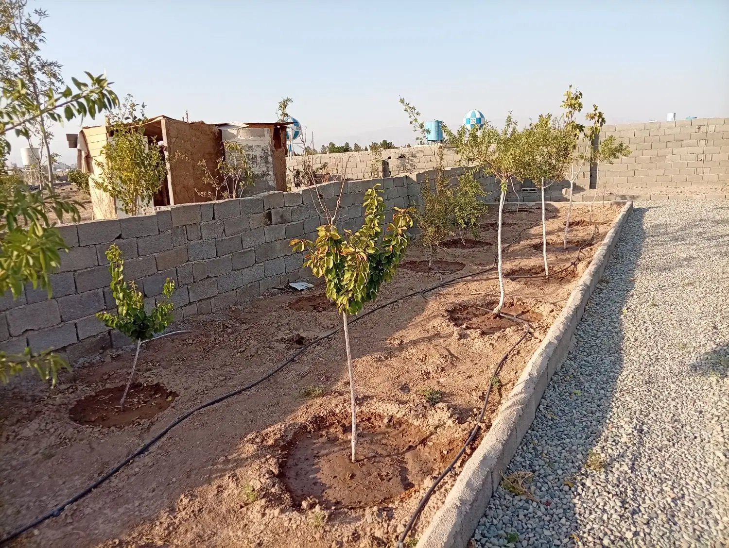 باغچه نقلی دهک صفادشت