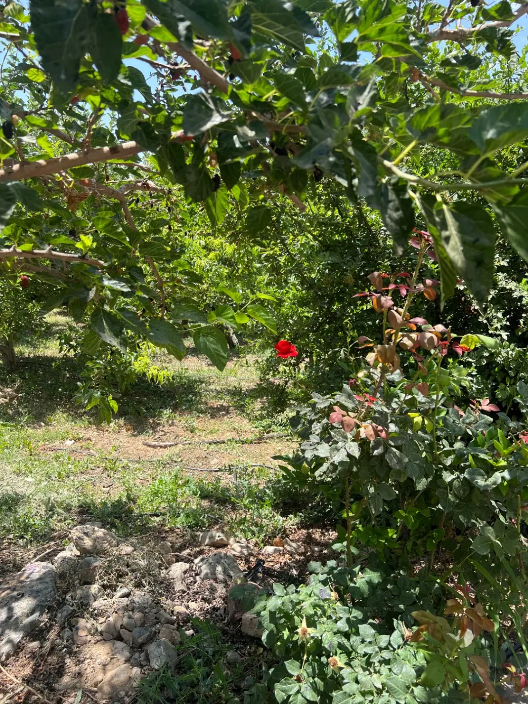 ۲۳۰ متر زمین  باغ در جابان دماوند سندی تک برگ