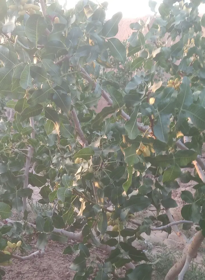 فروش باغ پسته روستای اعلاسمنان