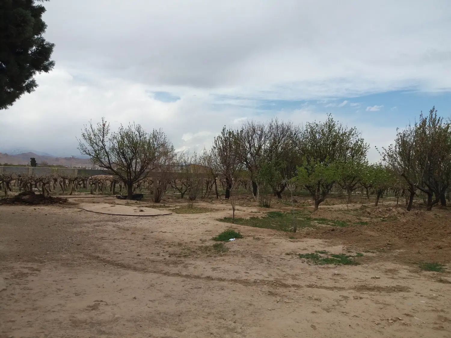 زمین