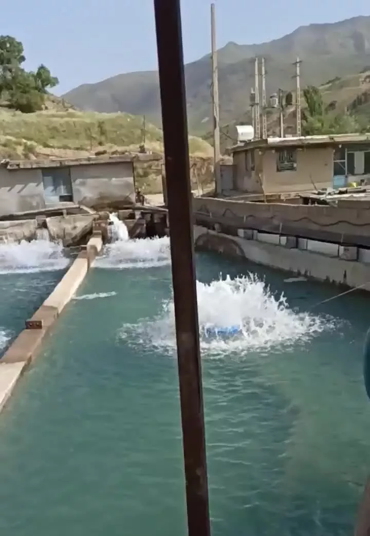 اجاره شیلات پرورش ماهی قزل‌آلا