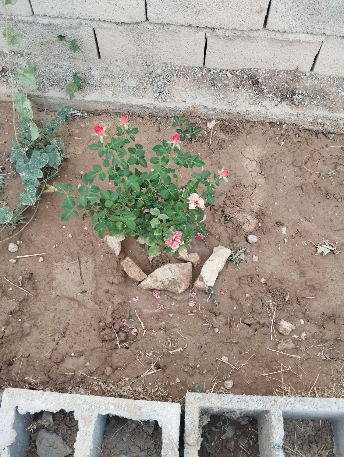 زمین ۱۰۴ متری سند دار