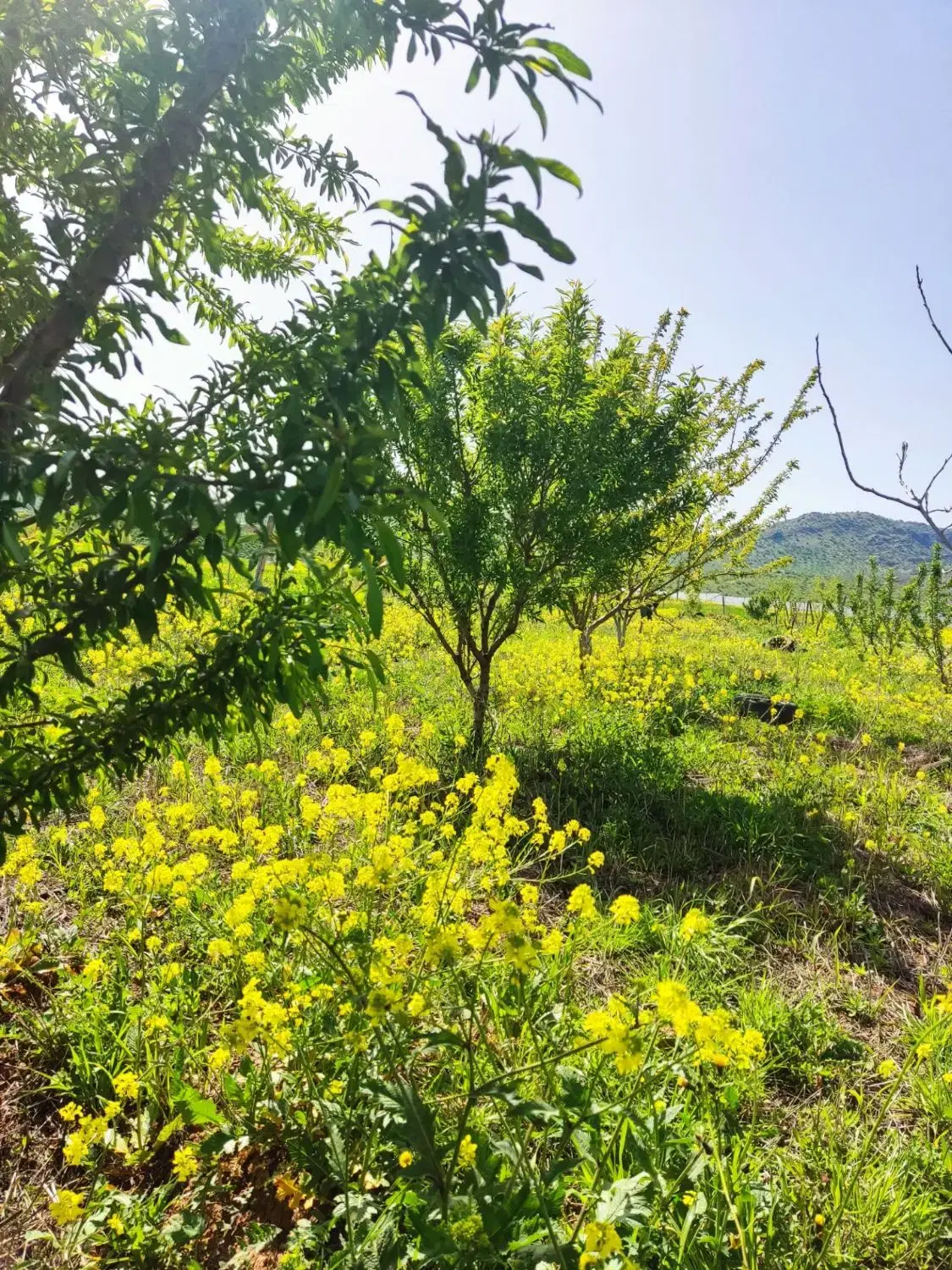 یک  زمین آبی بارانی روستای چغاهروشی