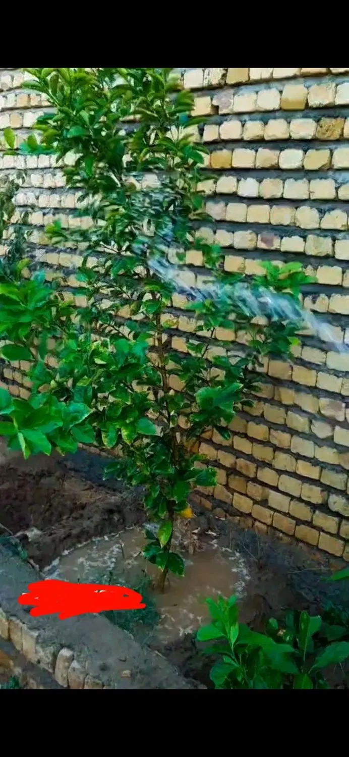 باغچه جاده صفی آباد