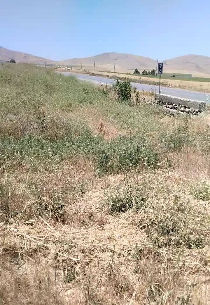 زمین کشاورزی دیم