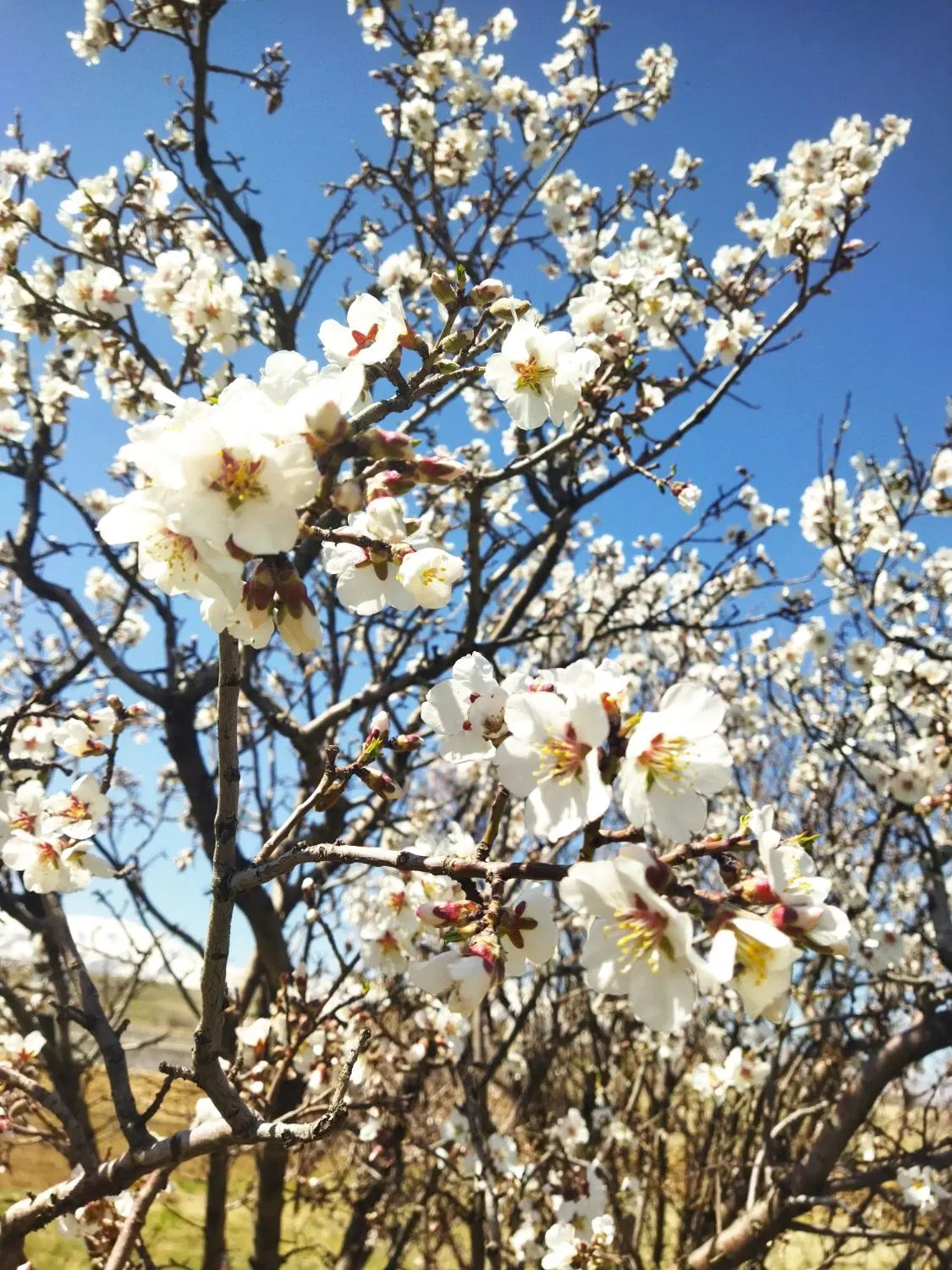 باغ ورکانه