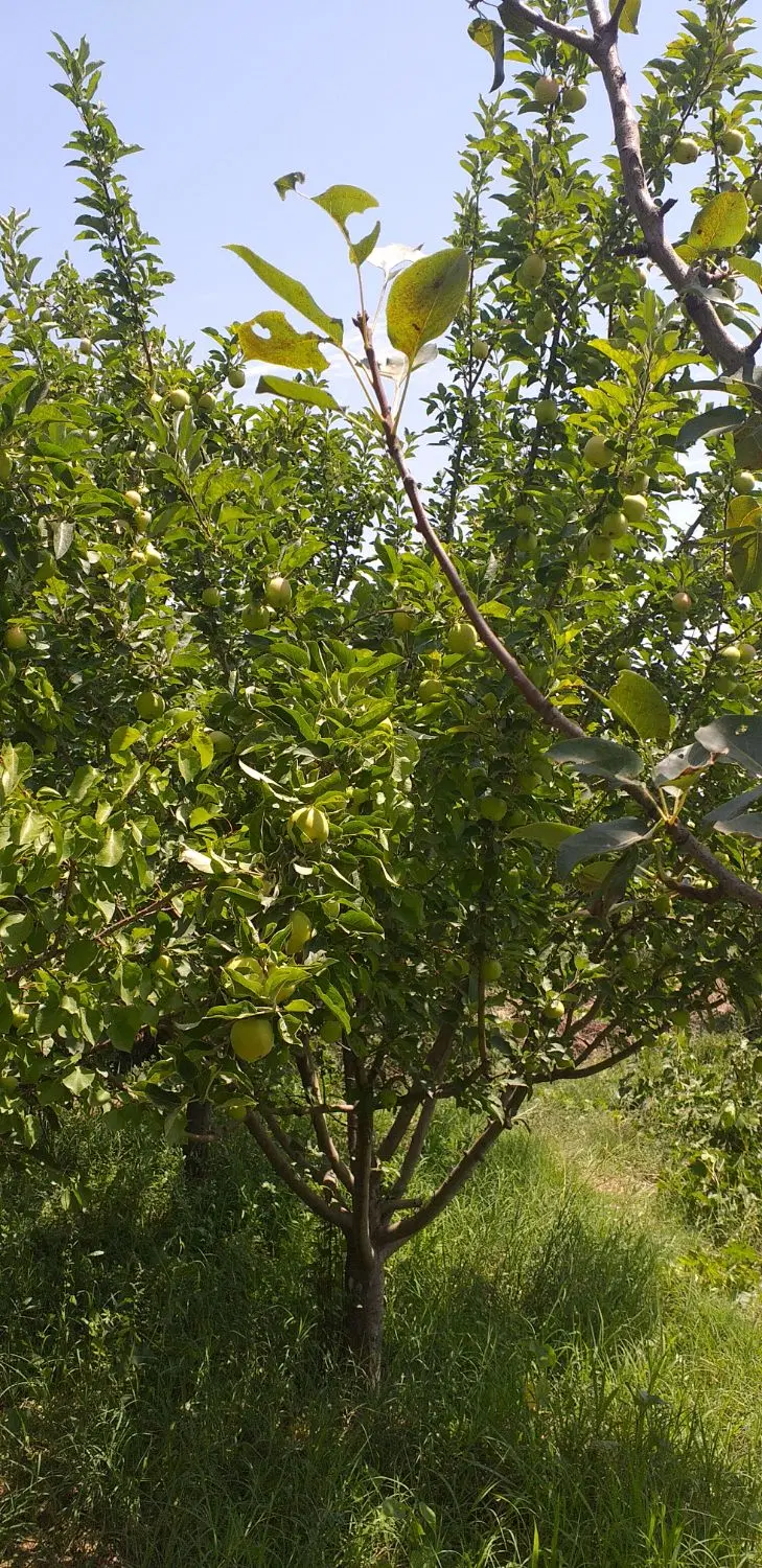 باغ به متراژ ۶۵۰ متر در گلزار مرند بطرف جلفا