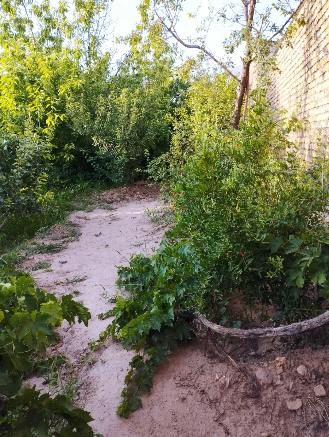 باغ فروشی