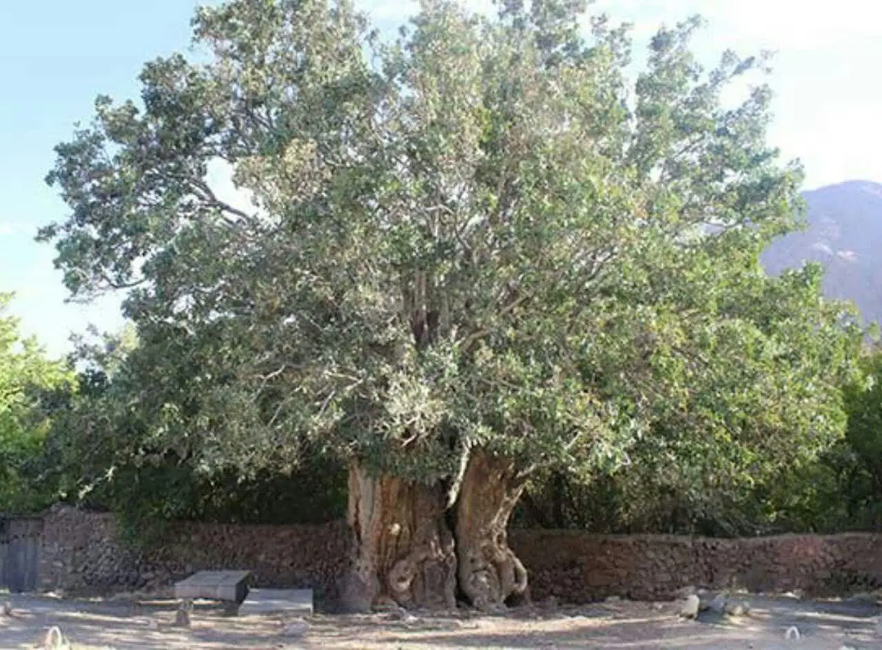 فروش زمین مسکونی قاسم آباد