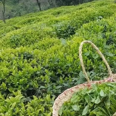 فرو ش باغ چای