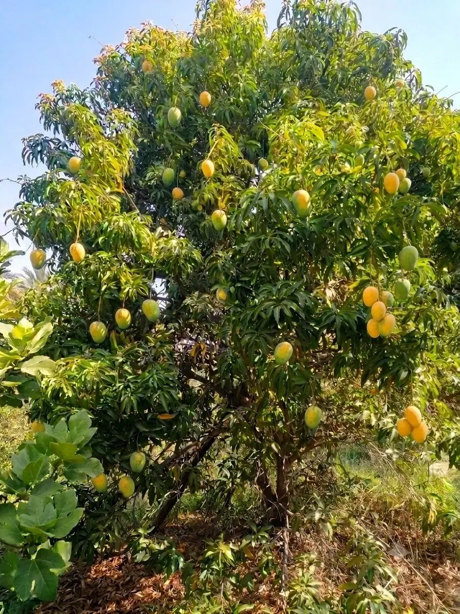 فروش یا معاوضه باغ سیاهو روستای ماشاری