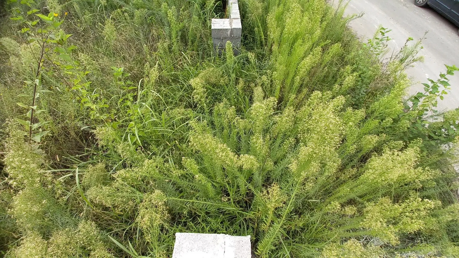 زمین مسکونی چولاب
