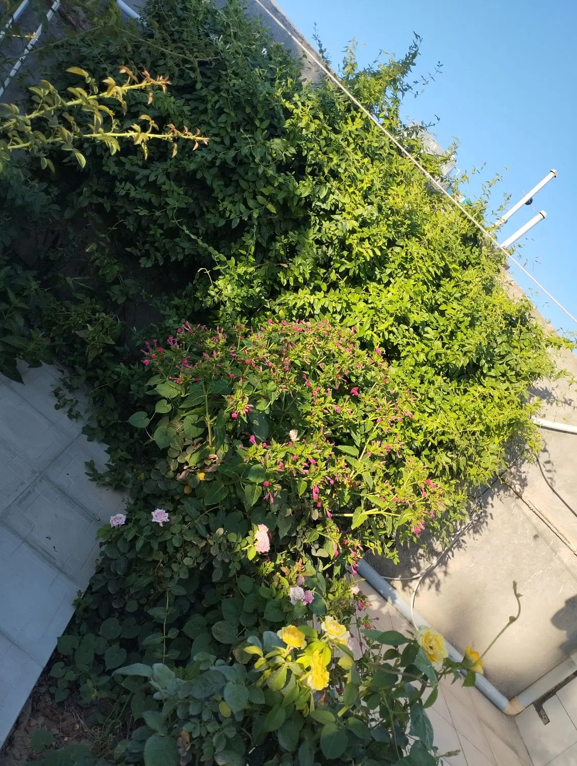 رهن و اجاره کلاکوب